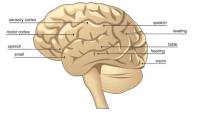 human brain memory (память человека)