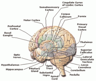 human brain memory (память человека)