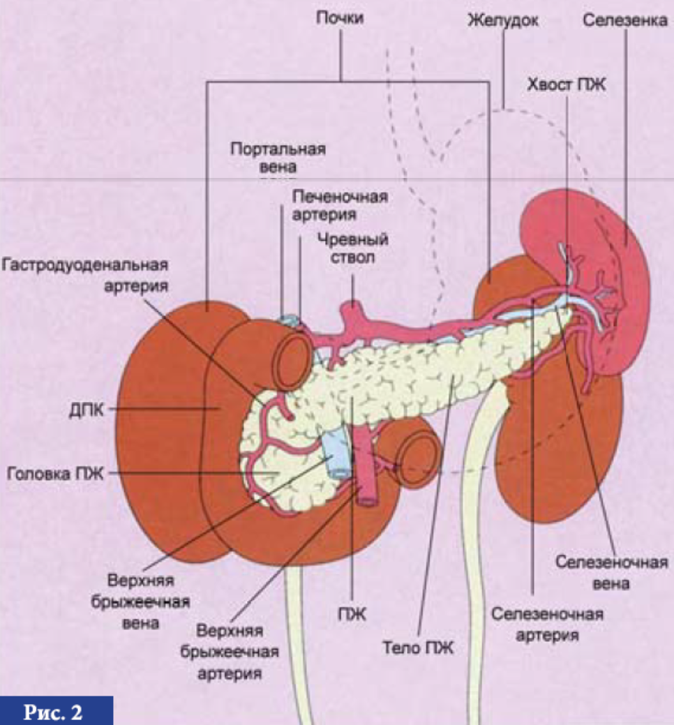 Сердце почка селезенка. Внутренние органы человека поджелудочная железа схема расположения. Анатомия поджелудочной железы и почек. Желудок поджелудочная схема. Почки печень поджелудочная железа.